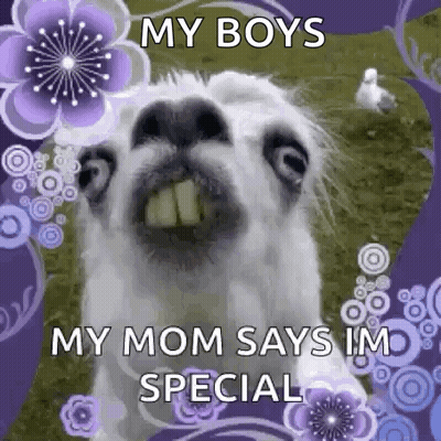 Funny Llama Saying My Boys My Mom Says I'm Special GIF