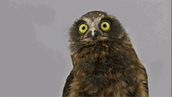 Funny Looking Owl