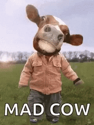 Funny Mad Cow