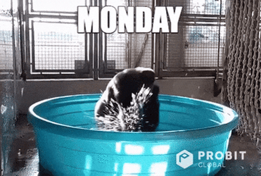 Funny Make Gorilla Spinning Monkey GIF