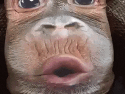 Funny Man Monkey Belly Blowing Meme GIF