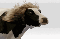 Funny Memes Animal Dairy Cattle GIF