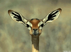 Funny Memes Animal Gerenuk Chewing GIF