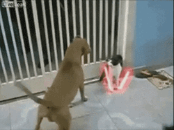 Funny Memes Cat Dog Fight GIF