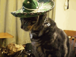 Funny Memes Cat Que GIF