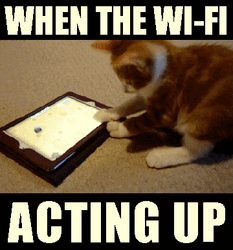 Funny Memes Cat WiFi GIF