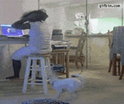 Funny Memes Dog Wig GIF