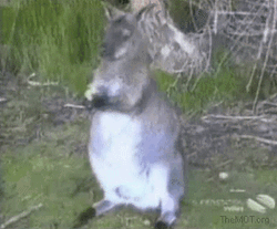 Funny Memes Rabbit Chicken GIF