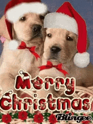 Funny Merry Christmas GIF