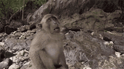Funny Monkey Checking Out Camera GIF