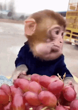 Funny Monkey Eating Grapes GIF