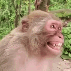 Funny Monkey Hilarious Laughing GIF