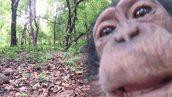 Funny Monkey Lick GIF