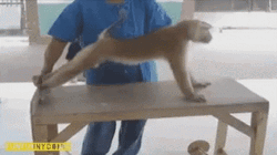 Funny Monkey Push Up Work Out GIF