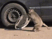 Funny Monkey Stealing Tire Cover GIF