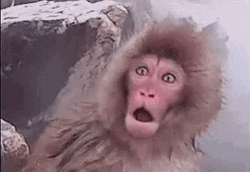 Funny Monkey Surprised Reaction GIF