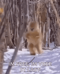 Funny Monkey Walking Im Coming GIF