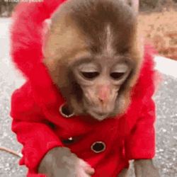 Funny Monkey Wearing Red Hoodie GIF