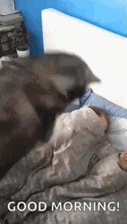 Funny Morning Husky Waking Up Human GIF