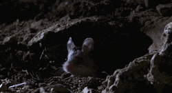 Funny Mouse I Have The Power  GIF