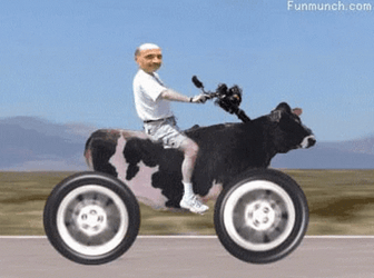 Funny Moving Cow Motorcycle GIF