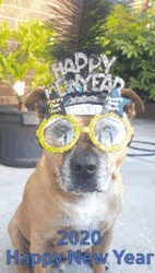 Funny New Year Dog With Mask Zooming In GIF