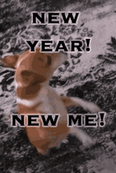 Funny New Year Happy And Dancing Dog GIF