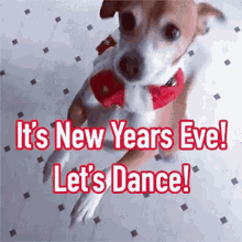 Funny New Year Happy And Spinning Dog GIF