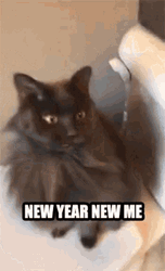 Funny New Year Smiling And Annoyed Cat GIF