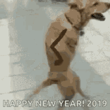 Funny New Year Standing And Dancing Dog GIF