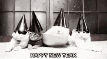 Funny New Year Tired Cats With Party Hats GIF