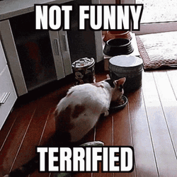 Funny No Terrified Cat GIF