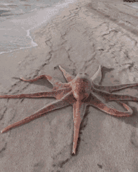 Funny Octopus Walking On Sand  GIF