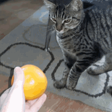 Funny Orange Fruit Cat Fighting GIF