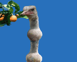 Funny Ostrich Gulp While Swallowing Orange GIF