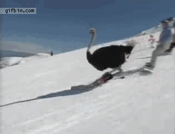 Funny Ostrich Skiing  GIF