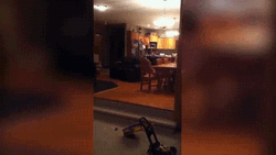 Funny GIF