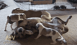 Funny Playful Puppies Breastfeeding GIF