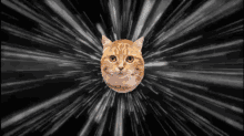 Funny Poker Face Lightning Speed Cat Run  GIF