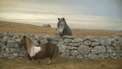 Funny Pony Moonwalk Dance GIF