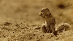Funny Prairie Dog Dropping Food GIF