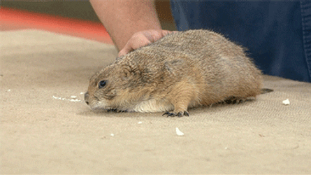 Funny Prairie Dog Looking At The Camera GIF