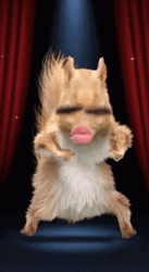 Funny Pretty Girl Dancing Squirrel GIF
