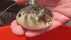 Funny Pufferfish Blow Up Water GIF