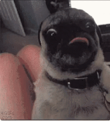 Funny Pug Closed Up Tongue Out GIF
