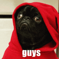 Funny Pug Hey Guys GIF
