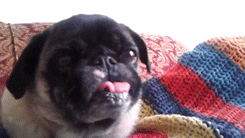 Funny Pug Licking Hard GIF