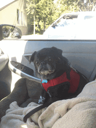 Funny Pug Staring Seriously GIF
