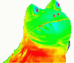 Funny Rainbow Frog Wiggling  GIF
