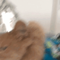 Funny Sad Cat Hissing  GIF